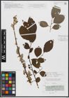 Foto von Salix caprea L.